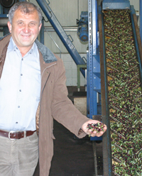 Olivenöl Produktion Olivenöl Produktion